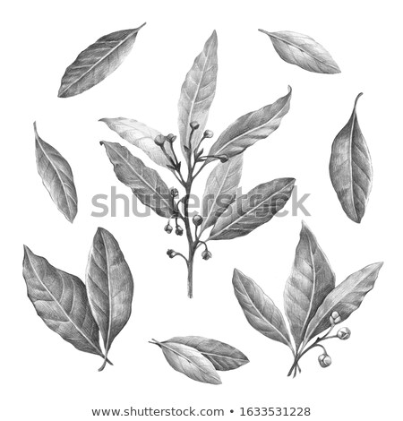 Foto stock: Fresh Bay Laurel Laurus Leaves Paths