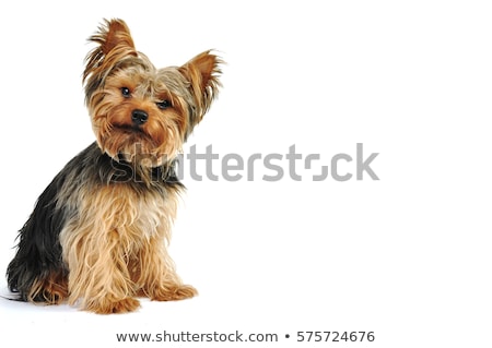 Сток-фото: Studio Shot Of A Cute Yorkshire Terrier