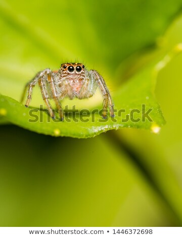 Foto stock: Jumping Spider In Green Nature