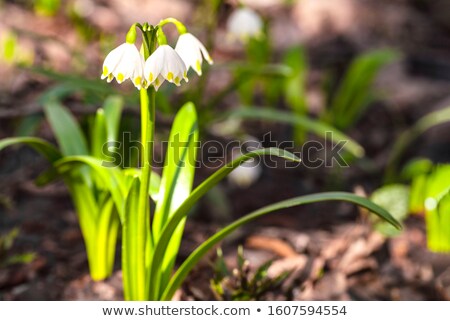 Foto stock: Beautiful Delicate Early Spring Flowers