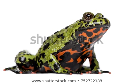 Сток-фото: Fire Bellied Toad