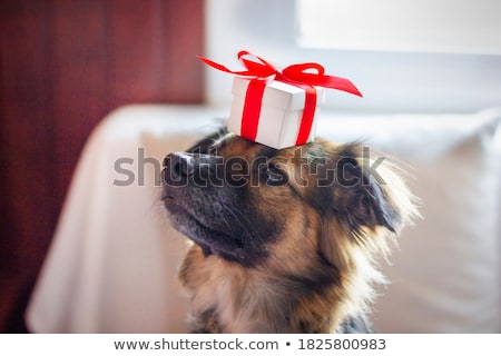 商業照片: Surprise Christmas Dog In A Box