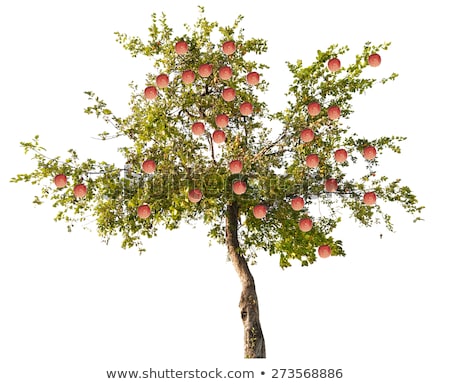 Сток-фото: Background Apple Tree