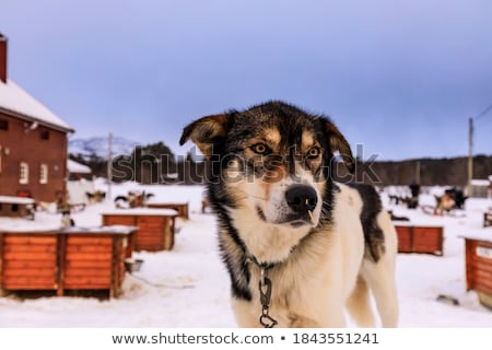 Stock fotó: Husky Og