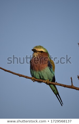 Foto stock: Lilac Breasted Roller Waiting For A Bee