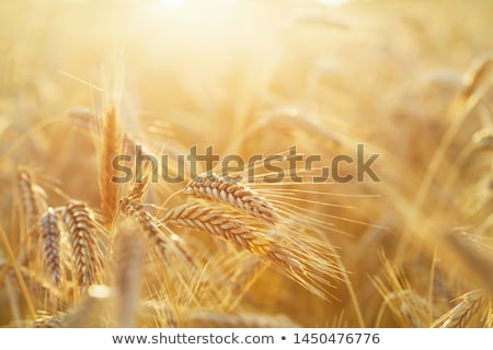 Foto stock: The Rye