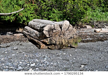 Stock fotó: Large Piece Of Wood On Pebble Beach