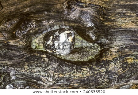 ストックフォト: Still Life With Stone Wood And Seawater At The Beach In Ruegen