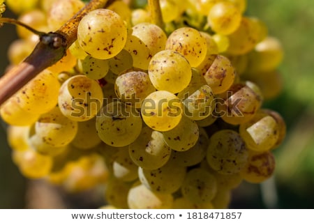 Foto d'archivio: Fresh Fruit Produce