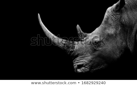 Stock photo: White Rhinoceros Head To Head