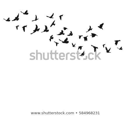 Foto stock: Flying Black Birds