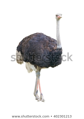 Foto stock: African Two Toed Ostrich Cutout