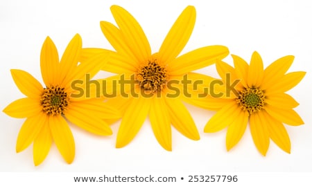 Stock photo: Artichoke Flower On White Background