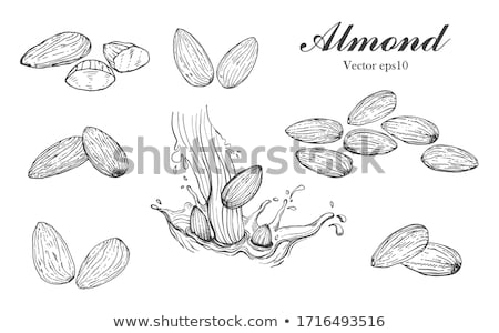 Foto d'archivio: Almond Sketch Icon