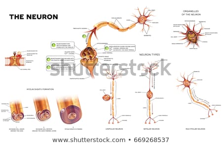 Foto stock: Synapse Detailed Anatomy