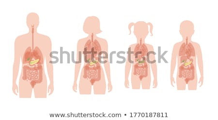 Foto stock: Pancreas Anatomy And Human Silhouette With Internal Organs Gall