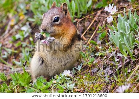 Stok fotoğraf: Cute Squirrel Sitting On The Ground