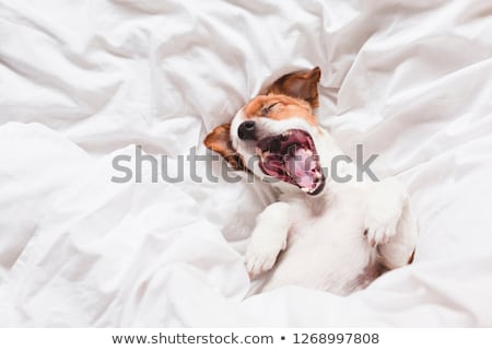 Foto stock: Yawning Dog In Bed