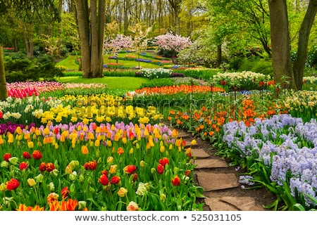 Сток-фото: Tulips Garden Flowerbed
