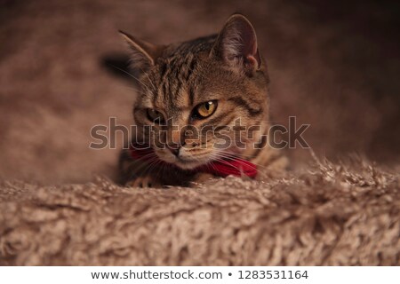 Stockfoto: Gentleman British Fold Resting On Fur Looks Down To Side