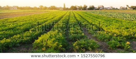 Stock fotó: Harvesting Plantation With Healthy Products Carrot
