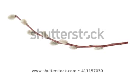 Stock foto: Close Up Of Pussy Willow Branches On White