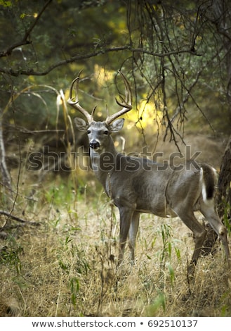 Stock fotó: Deer Wild Animal With Big Horns Stag Wildlife