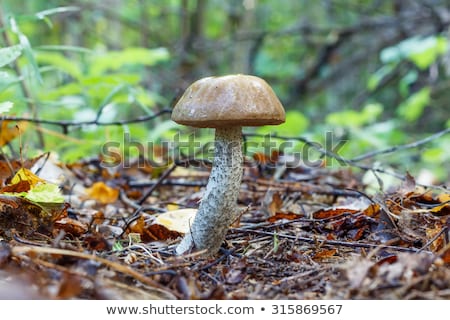 Stockfoto: Brown Cap Boletus Mushroom In Autumn Forest