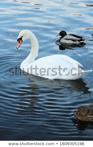 [[stock_photo]]: Swans And Ducks In The River