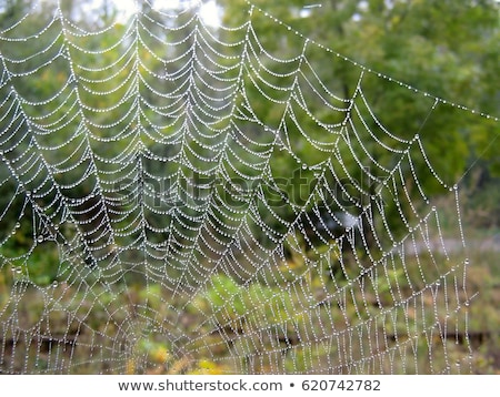 Stock foto: Spider Web Covered With Sparkling Dew Drops