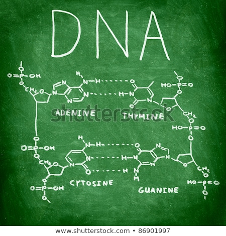 Chemical Structure Of Dna On A Blackboard Stock foto © Maridav