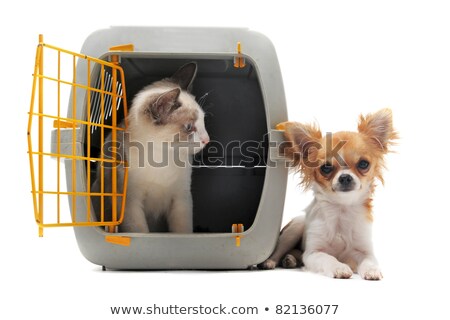 Chat fermé à l'intérieur du transporteur pour animaux isolé sur fond blanc [[stock_photo]] © cynoclub