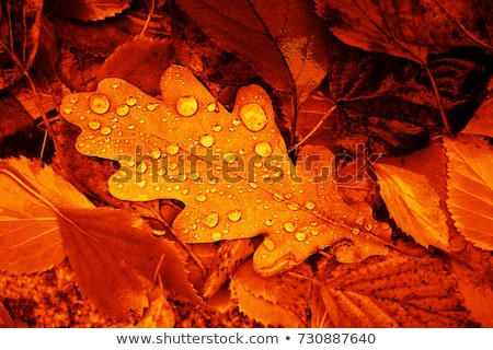 Stock photo: Fallen Leaves Covered With Raindrops