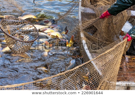 Сток-фото: Haul Of Carp Fishes