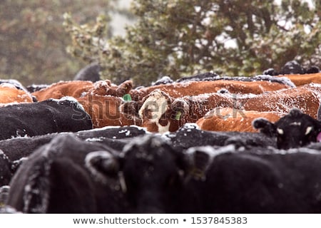 Сток-фото: Cows Cattle Huddled In Winter
