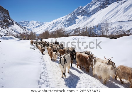 Foto d'archivio: Mountain Goats Spiti Valley