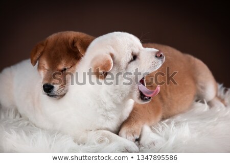 Foto d'archivio: Nice Red Dog Portrait In White Studio Background