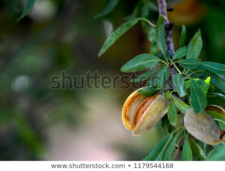 Stock fotó: Branch Of Almond Tree With Green Almonds