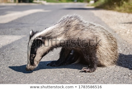 Stock foto: Dead Badger On The Road