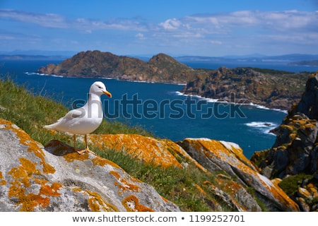 Stock fotó: Islas Cies Islands Seagull Sea Gull Bird In Galicia