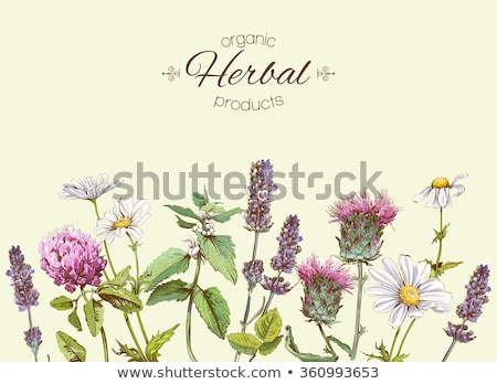 [[stock_photo]]: Milk Thistle Used As Medicinal Herb