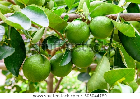 Zdjęcia stock: Green Limes On A Tree Lime Is A Hybrid Citrus Fruit Which Is Typically Round About 3 6 Centimeter