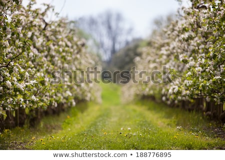 Stok fotoğraf: Blooming Apple Tree Flowers In Spring Garden As Beautiful Nature Landscape Plantation And Agricultu