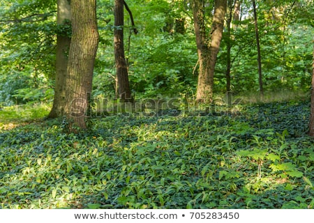 [[stock_photo]]: Castle Covered By Ivy