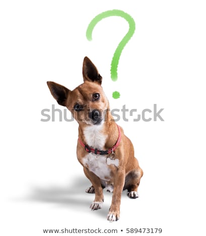Stock foto: Ask The Dog