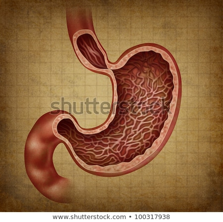 Foto stock: Stomach Anatomy Grunge Diagram
