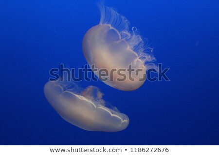ストックフォト: Two Jellyfish
