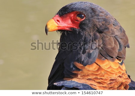 Foto d'archivio: Bateleur Eagle - Portrait Of Background Beauty And Plumage - Wild And Free Raptors From Africa