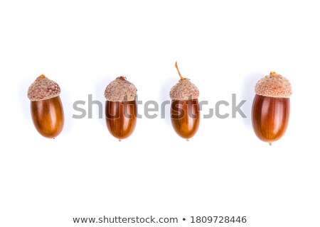 Foto stock: Acorn Isolated