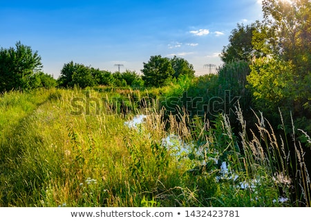 Stockfoto: Beautiful Small Creek Surrounded By Green Trees